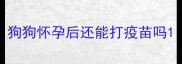 狗狗怀孕后还能打疫苗吗