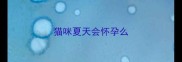猫咪夏天会怀孕么