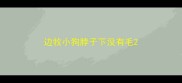 边牧小狗脖子下没有毛