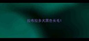 拉布拉多犬黑色长毛