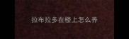 拉布拉多在楼上怎么养