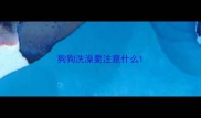 狗狗洗澡要注意什么