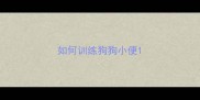 如何训练狗狗小便