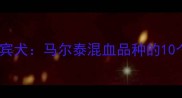 马尔济斯犬贵宾犬马尔泰混血品种的10个关键饲养指南