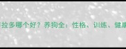 东德梗vs拉布拉多哪个好养狗全性格训练健康与选择指南