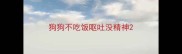 狗狗不吃饭呕吐没精神