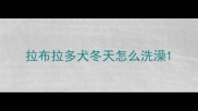 拉布拉多犬冬天怎么洗澡