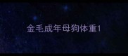 金毛成年母狗体重