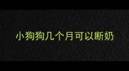 小狗狗几个月可以断奶
