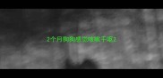 2个月狗狗感觉咳嗽干呕