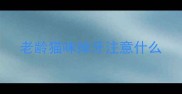 老龄猫咪掉牙注意什么
