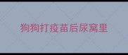 狗狗打疫苗后尿窝里