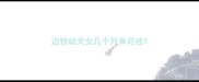 边牧幼犬女几个月来月经