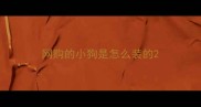 网购的小狗是怎么装的