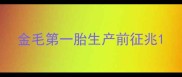 金毛第一胎生产前征兆
