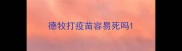 德牧打疫苗容易死吗