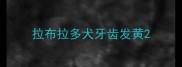 拉布拉多犬牙齿发黄