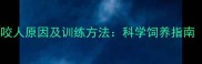 拉布拉多幼犬期咬人原因及训练方法科学饲养指南附视频教程