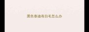 黑色泰迪有白毛怎么办