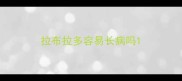 拉布拉多容易长病吗