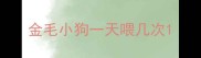金毛小狗一天喂几次