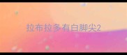 拉布拉多有白脚尖