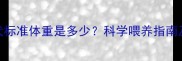 6个月金毛幼犬标准体重是多少科学喂养指南及健康监测全