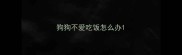 狗狗不爱吃饭怎么办