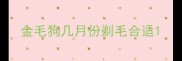 金毛狗几月份剃毛合适