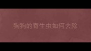 狗狗的寄生虫如何去除