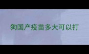 狗国产疫苗多大可以打