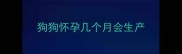 狗狗怀孕几个月会生产