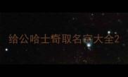 给公哈士奇取名字大全