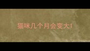 猫咪几个月会变大