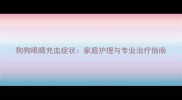 狗狗眼睛充血症状家庭护理与专业治疗指南