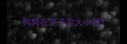 狗狗在笼子里大小便