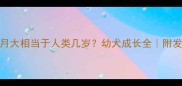 金毛犬7-8个月大相当于人类几岁幼犬成长全附发育标准对照表