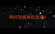 狗打完疫苗后洗澡