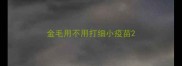 金毛用不用打细小疫苗