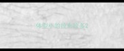 体型小的拉布拉多