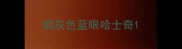 烟灰色蓝眼哈士奇