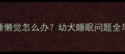 金毛犬半岁爱睡懒觉怎么办幼犬睡眠问题全与科学改善方案