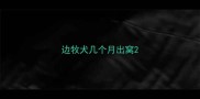边牧犬几个月出窝