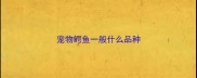 宠物鳄鱼一般什么品种