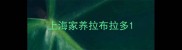 上海家养拉布拉多