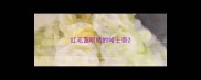 红毛蓝眼睛的哈士奇