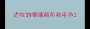 边牧的眼睛颜色和毛色