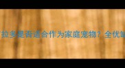 新手必看拉布拉多是否适合作为家庭宠物全优缺点与饲养建议