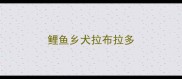 鲤鱼乡犬拉布拉多