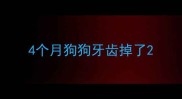 4个月狗狗牙齿掉了